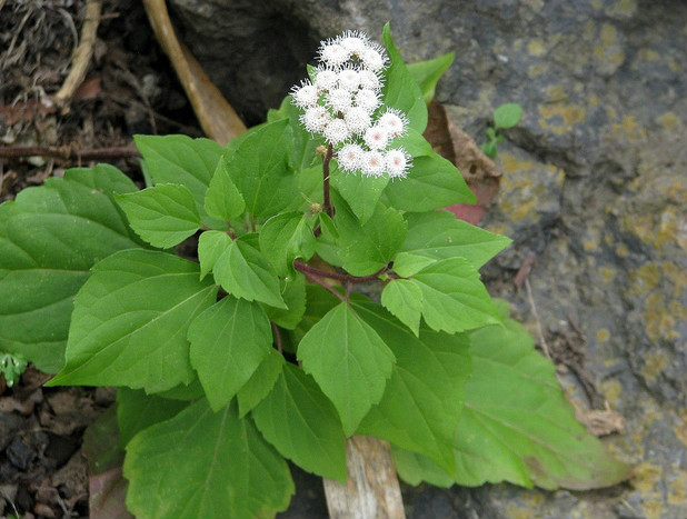  p>紫茎泽兰(学名: i>ageratina adenophora /i>(spreng.)r.m.
