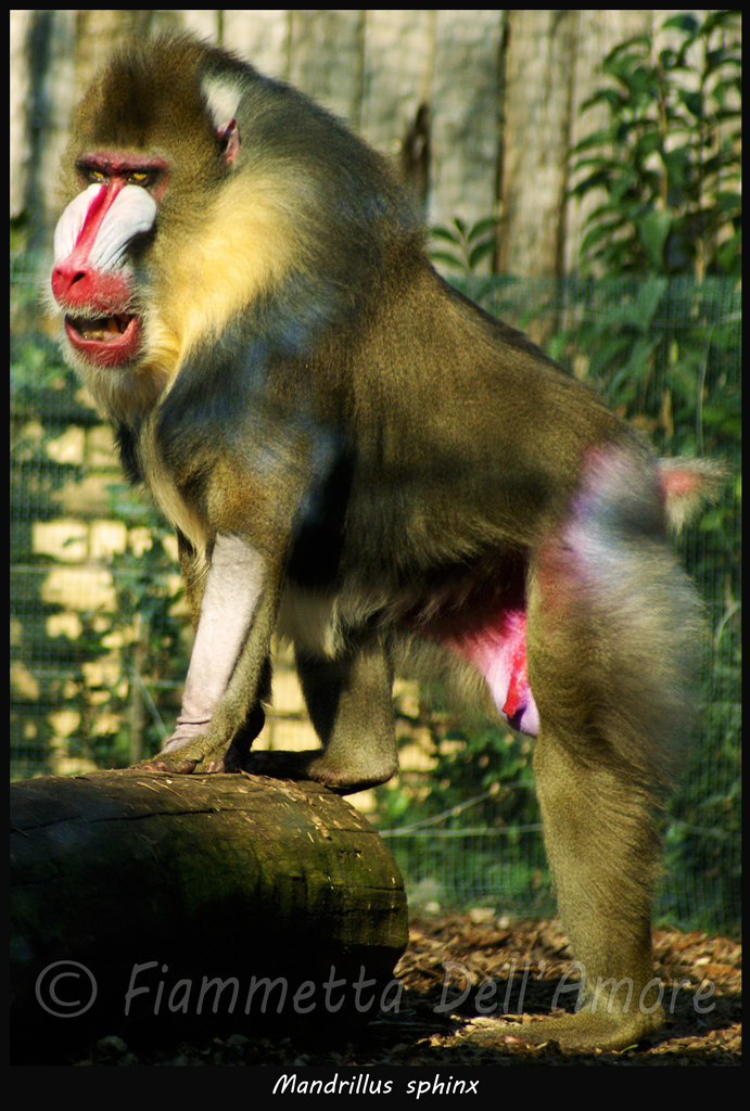  p>山魈(学名: i>mandrillus sphinx /i>),世界上最大的猴科 a target