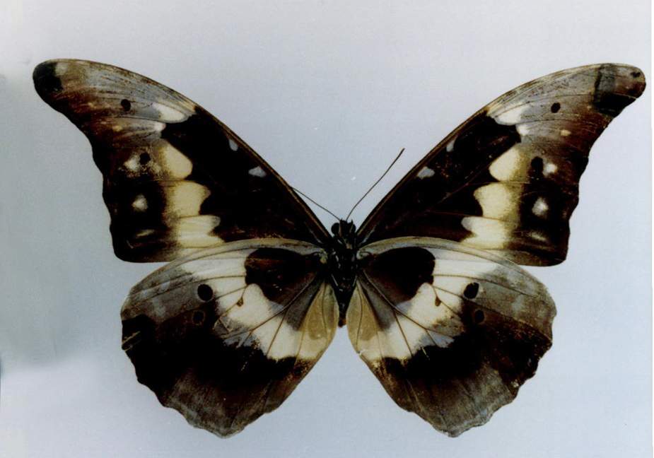  p>光明女神闪蝶(学名: i>morpho helena /i>):是鳞翅目,闪蝶科,闪蝶