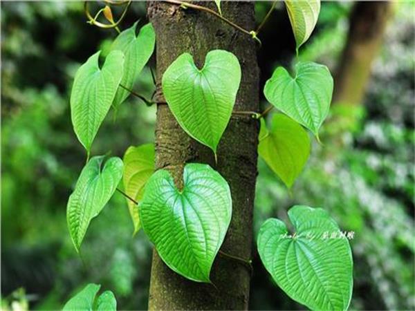  p>缠绕植物亦称旋卷植物,指 a target="_blank" href="/item/茎