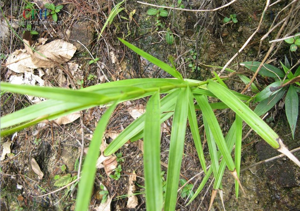  p>竹叶兰(学名: i>arundina graminifolia /i>  (d. don) hochr.