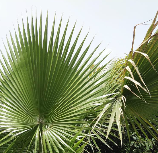是棕榈科丝葵属植物.