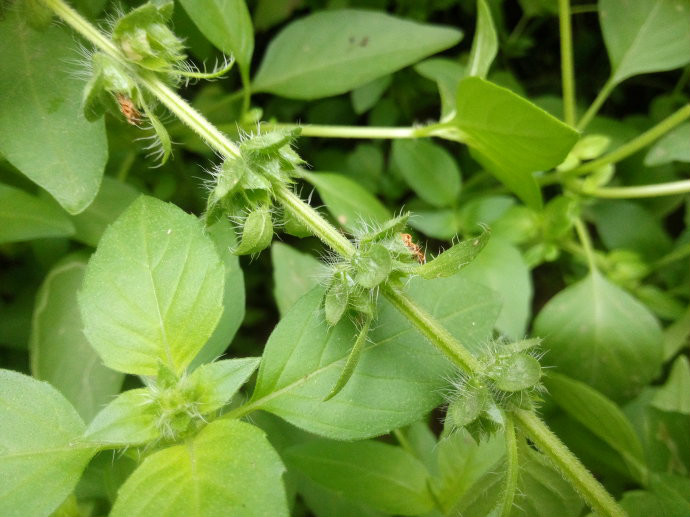  p>疏柔毛罗勒(学名: i>ocimum basilicum /i> var.