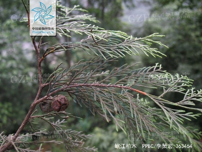  p>岷江柏木(学名: i>cupressus chengiana /i> s. y.