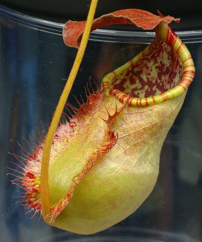 猪笼草
