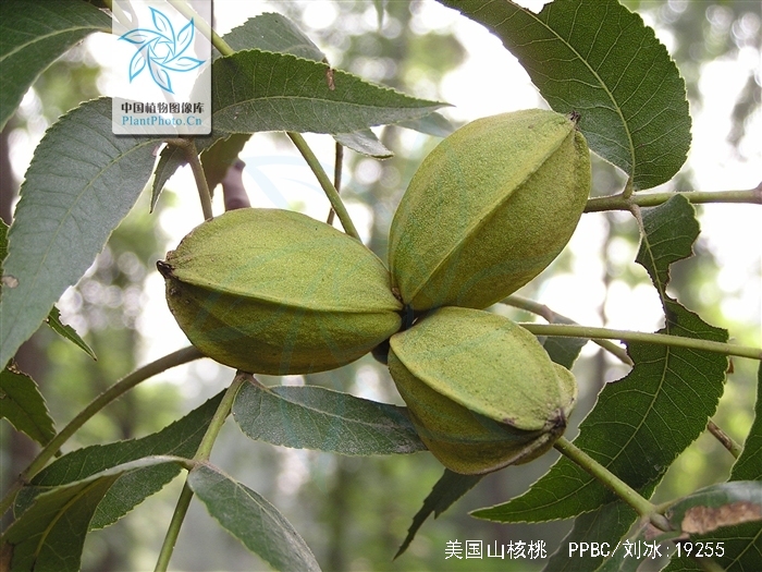  p>美国山核桃(学名: i>carya illinoinensis   /i>(wangenh.) k.