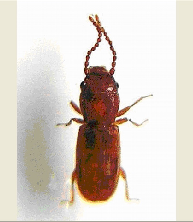  p>昆虫名,为鞘翅目(coleoptera),扁谷盗科(laemophloeidae).