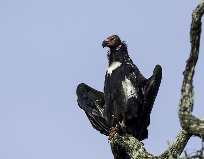  p>黑兀鹫(学名: i>sarcogyps calvus /i>)为 a target="_blank" href