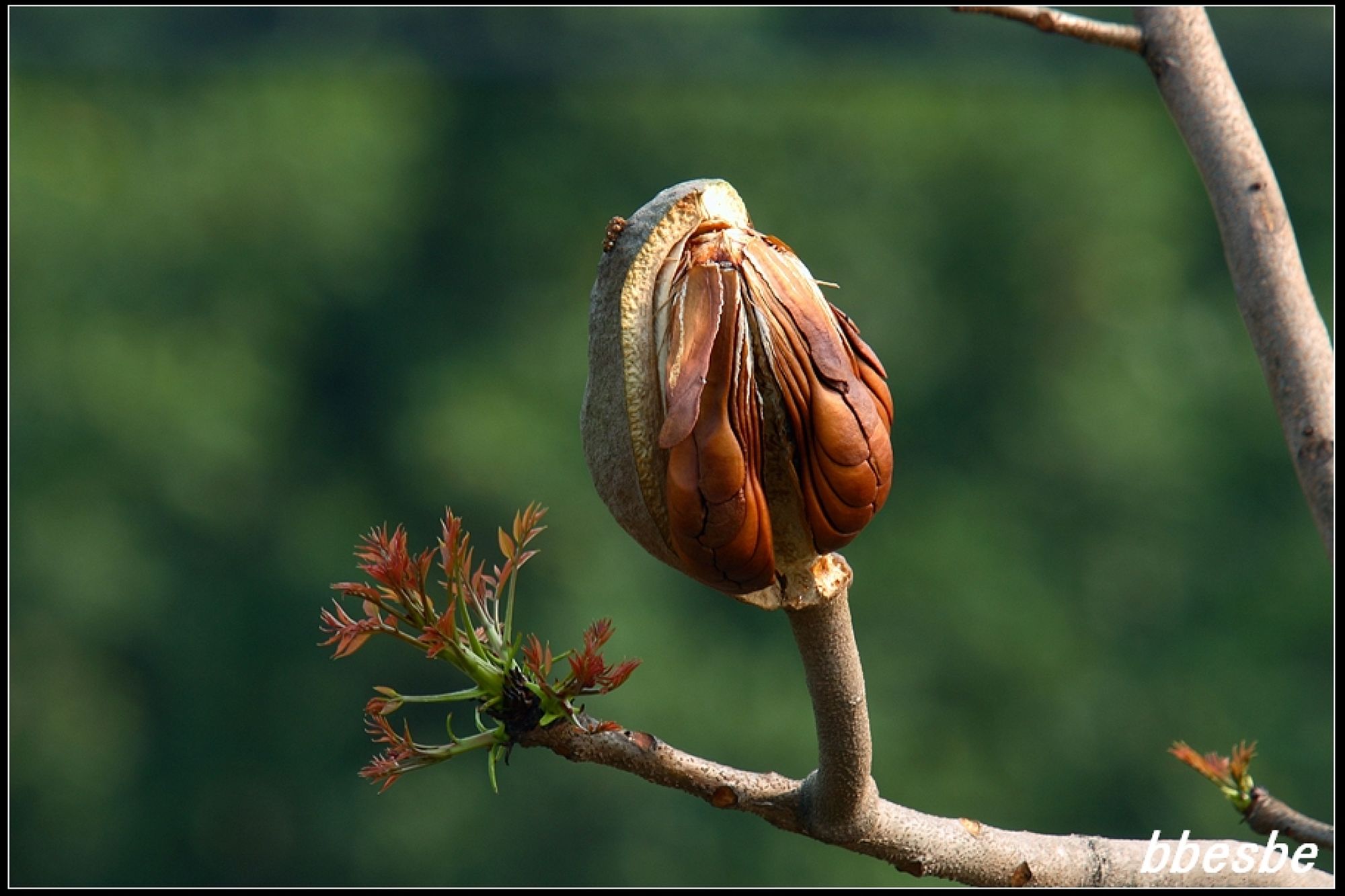  p>黄花稔,中药名.
