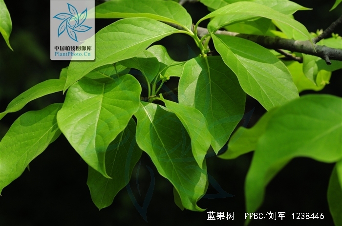  p>蓝果树(学名: i>nyssa sinensis  /i>oliv.