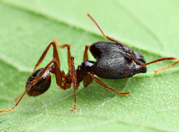 中华四节大头蚁