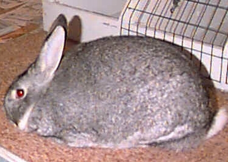  p>标准金吉拉兔,别名涡卷兔;英文名standard chinchilla.体重:5-7.