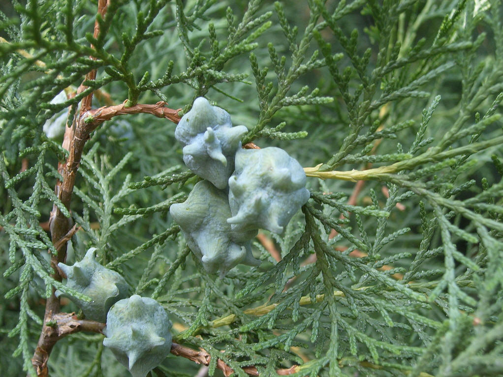  p>侧柏属(学名:platycladus spach ),只有 a href="#" data-lemmaid=