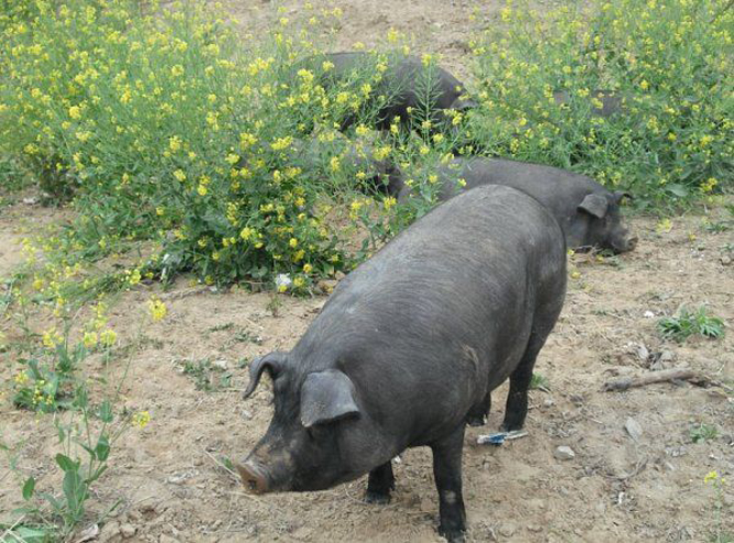  p data-id="gnbwi7rbj9">苏太母猪是以小梅山,中梅山,二花脸和 a