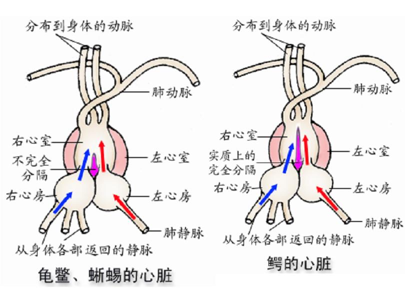  p>双循环包括体循环和肺循环. /p>
