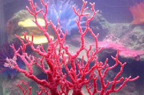  p>红珊瑚(red coral):属 a href="#" data-lemmaid="8839732">有机