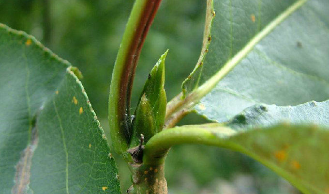 populus lasiocarpa