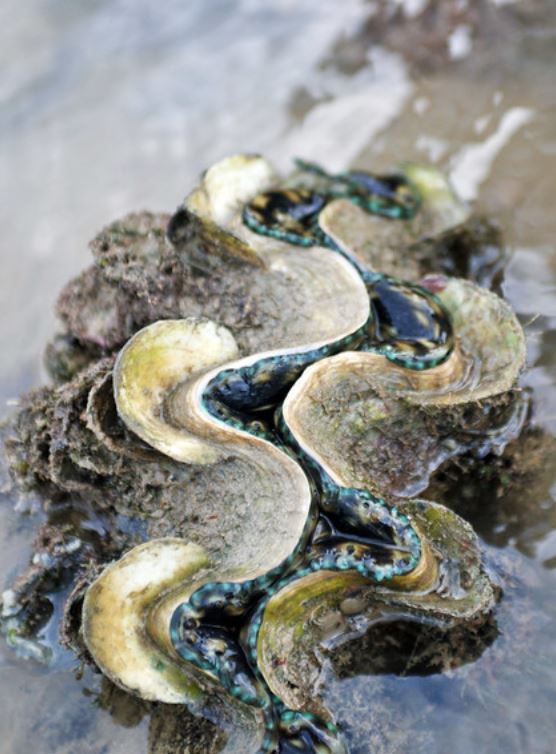  p>长砗磲(学名: i>tridacna maxima /i>):是帘蛤目,砗磲蛤科,砗磲蛤