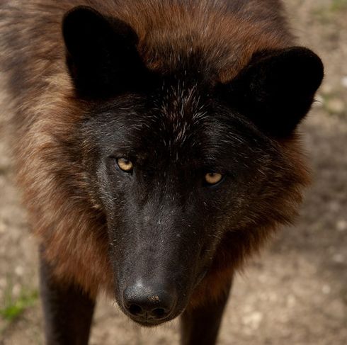  p>东部森林狼(学名:canis lupus lycaon)是灰狼的亚种之一,具有各种