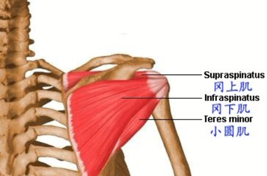  p>冈下肌:位于冈下窝及肩背部,肌肉较丰满,起于 a target="_blank"