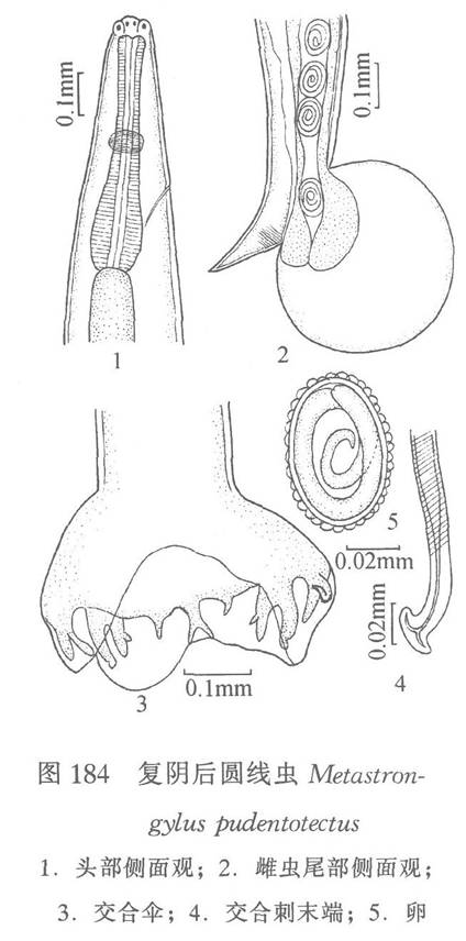 复阴后圆线虫