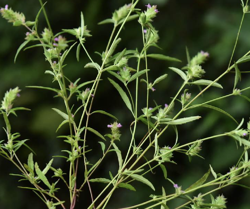  p>石香薷(学名: i>mosla chinensis /i> maxim.