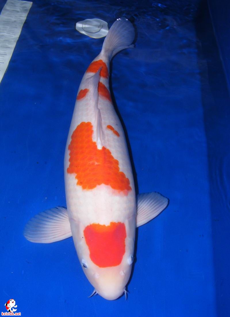 常言道:"锦鲤始于红白而终于红白",意思是说初学者刚看到红白觉得美妙