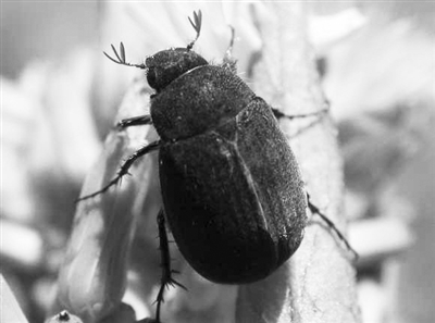  p>黑绒鳃金龟是中国苹果,桃,梨害虫中的一种,在生物学上划分在昆虫纲