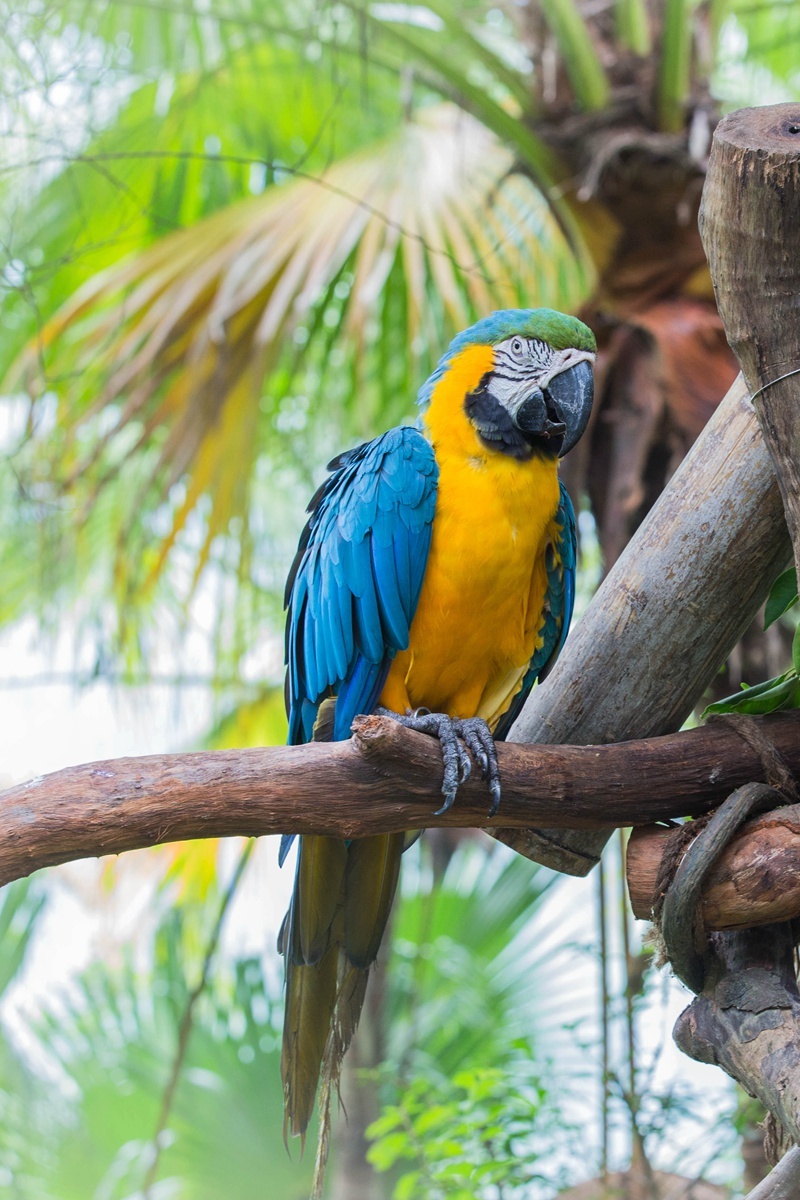 澳洲国王鹦鹉昆士兰亚种