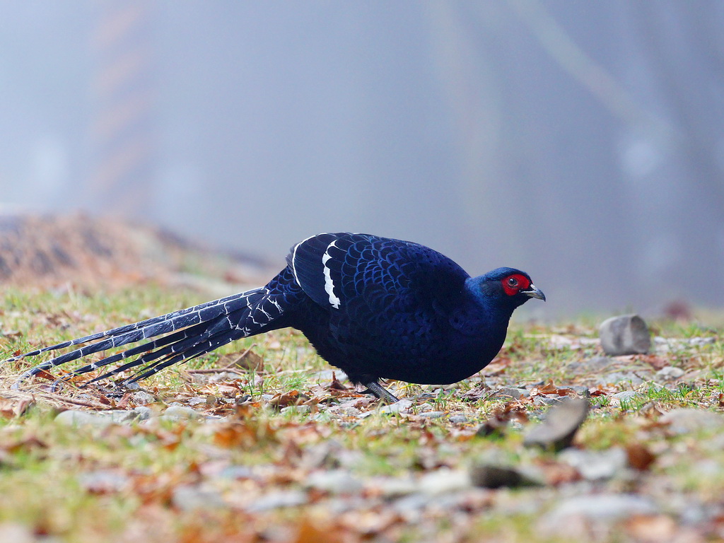  p>黑长尾雉(学名: i>syrmaticus mikado /i>)大型鸡类,体长53~88厘米