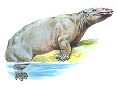 埃及重脚兽(arsnoitherium)