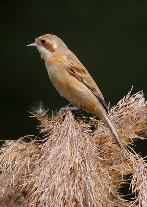  p>中华攀雀(学名: i>remiz consobrinus /i>):体重7.