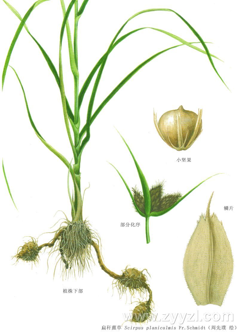  p> a target="_blank" href="/item/双柱头藨草/3915311" data-lemma