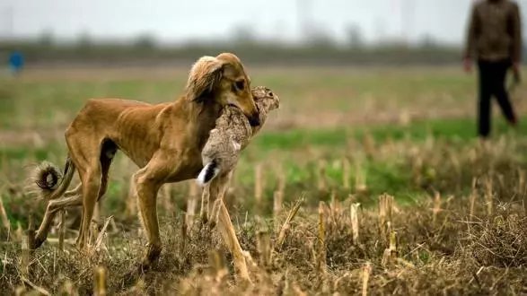 中国细犬，原生犬健美优雅不输洋狗_百科TA说