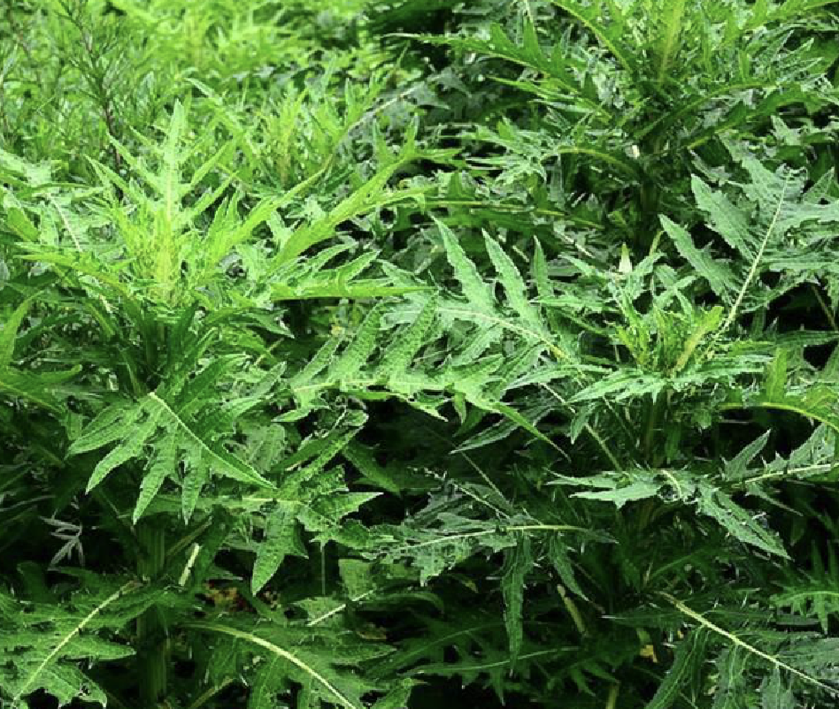 lév.)是菊科蓟属植物.