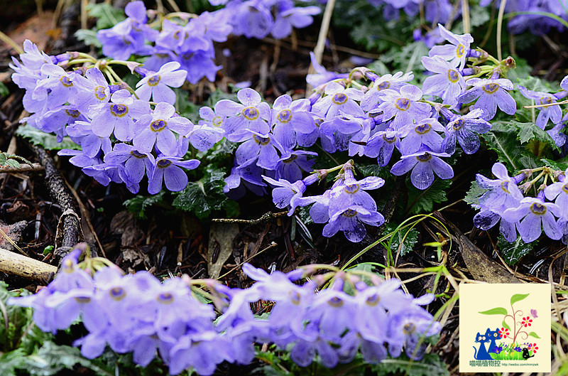  p> a href="#">多年生 /a> a href="#">草本 /a>(学名: i>primula