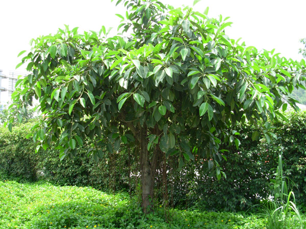 高山榕