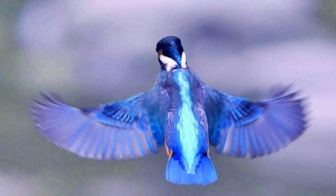  p>闪蓝翠鸟(拉丁学名: i>alcedo quadribrachys /i>,英文名称