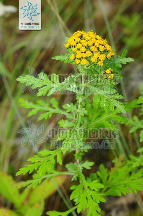  p>亚菊(拉丁学名:ajania pallasiana)为菊科多年