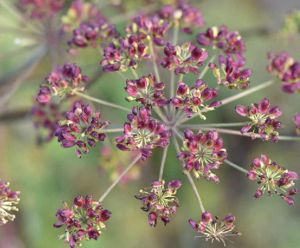  p>重齿当归(学名: i>angelica biserrata /i> (shan et yuan) yuan