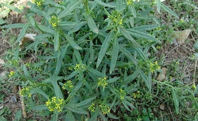  p>小花糖芥(学名: i>erysimum cheiranthoides /i> l.