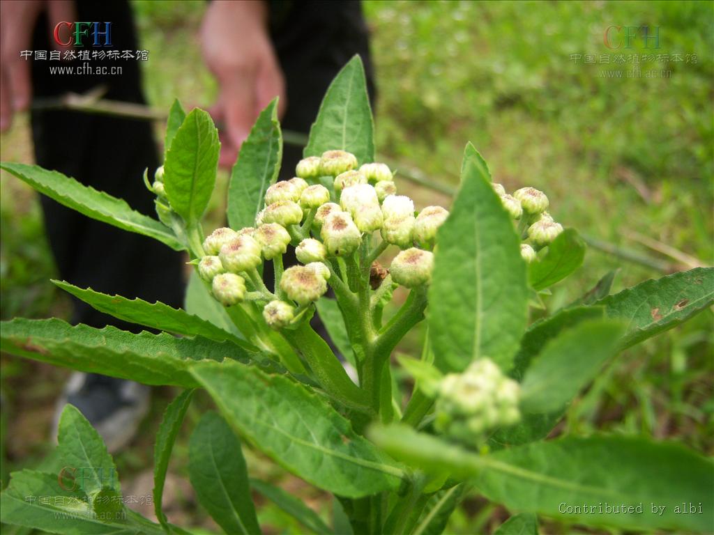  p>六棱菊,是 a target="_blank" href="/item/桔梗目/6759545" data