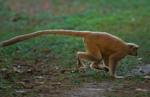  p>金色乌叶猴(学名: i>trachypithecus geei /i>):头体长49-72厘米