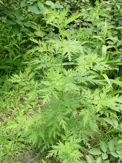 黄花蒿 菊科蒿属植物 百度百科