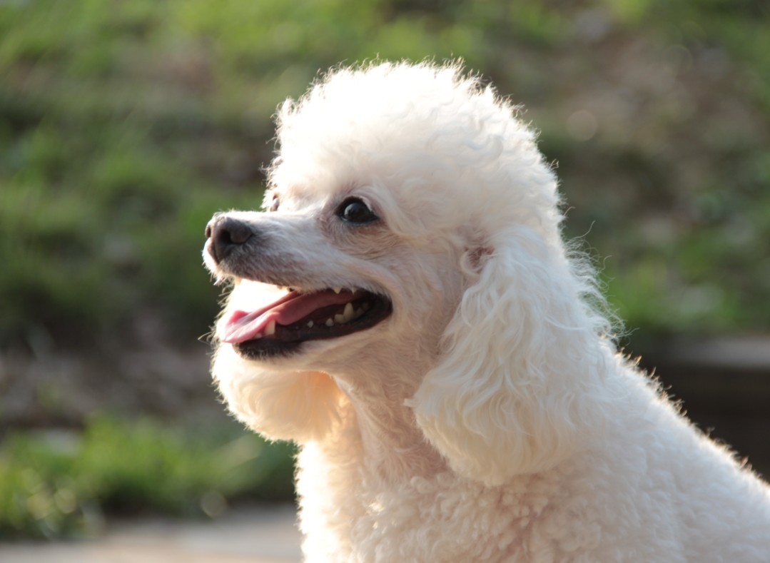  p>贵宾犬(poodle),也称"贵妇犬",又称"卷毛狗",在德语中,pudel是"