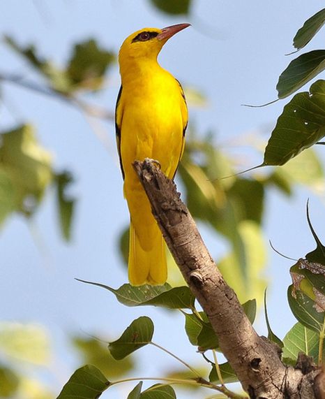  p>金黄鹂中亚亚种(学名:oriolus oriolus kundoo)是金黄鹂的亚种之一
