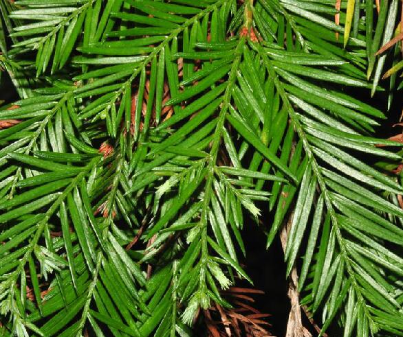 是杉科北美红杉属植物,大乔木,在原产地高达110米,胸径可达8米;树皮