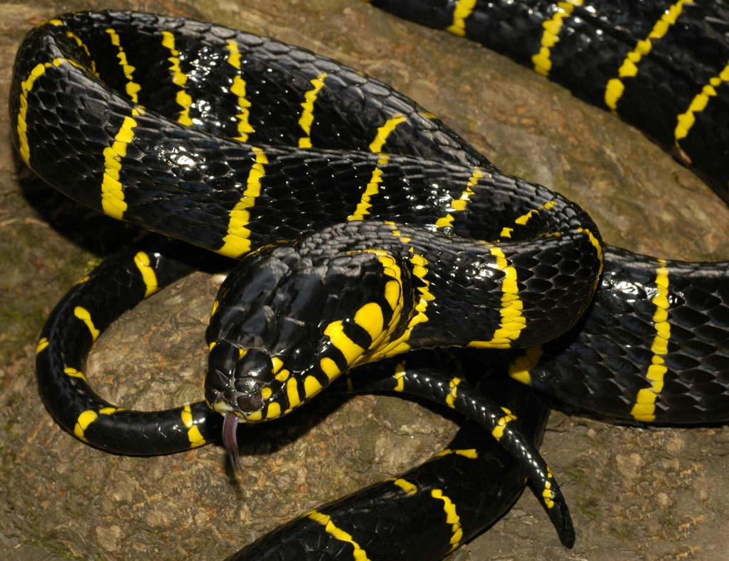  p>游蛇科(colubridae)林蛇属(boiga) a href="#" data-lemmaid="