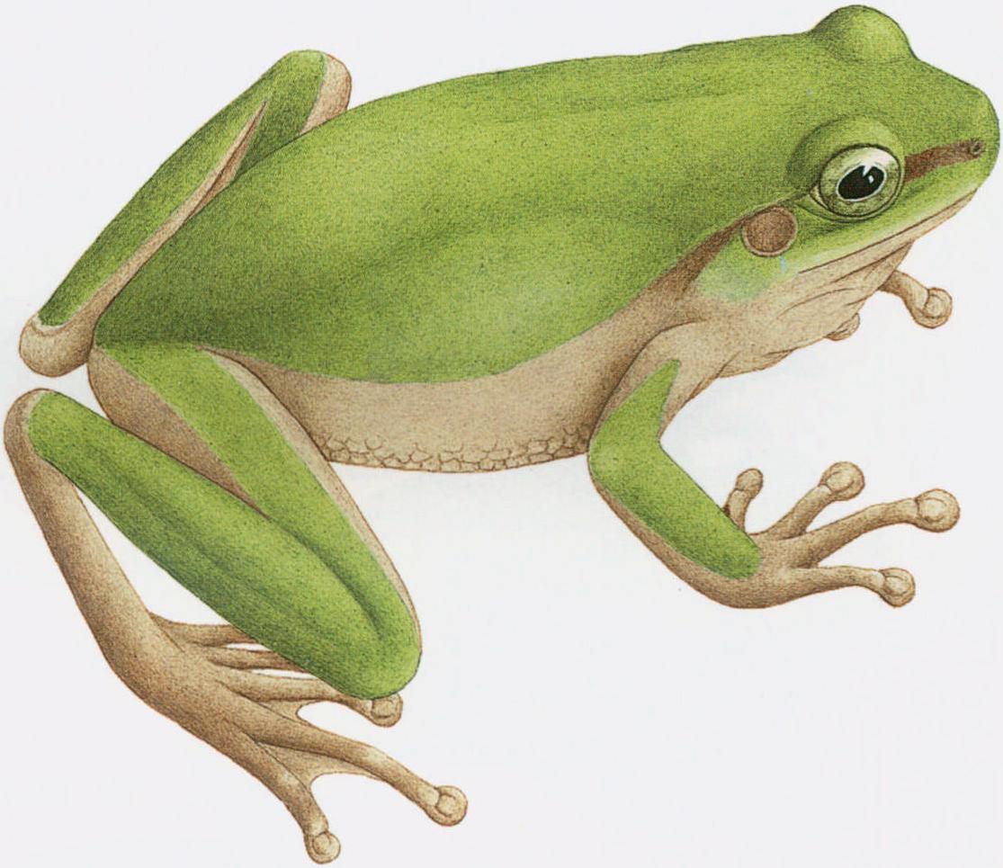 华南雨蛙海南亚种