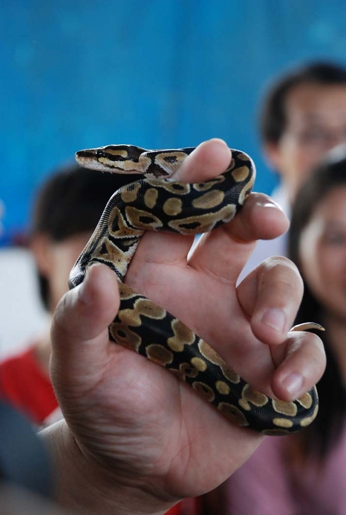  p>球蟒(英文:ball pythons)生活在 a href="#" data-lemmaid="802442